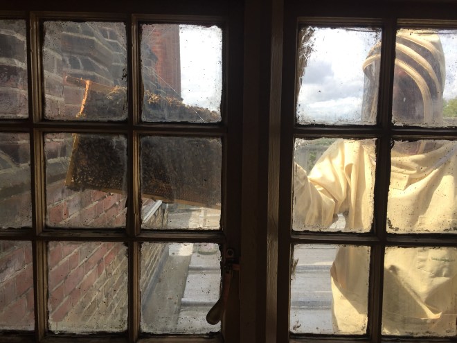 Beekeeper at the window - Charlton House Honey Bee Day 2017