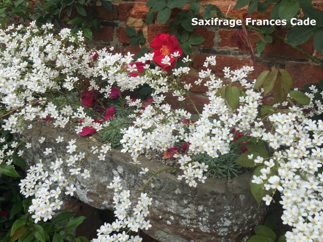 Sissinghurst, June 2018