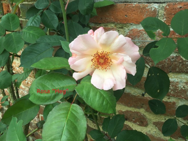 Sissinghurst, June 2018