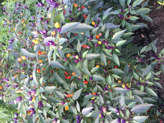 RHS Hyde Hall, September 2018
