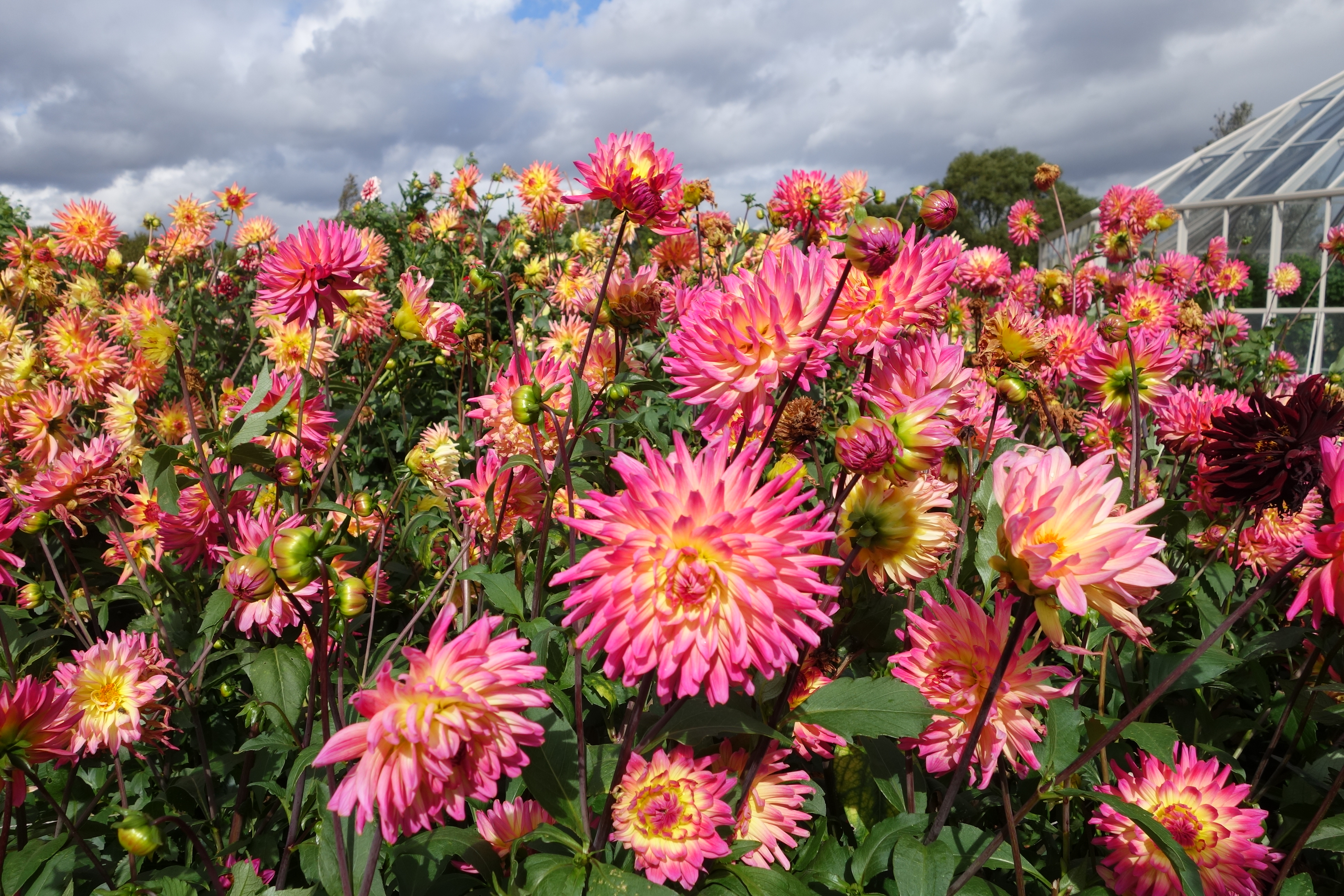 RHS Hyde Hall, September 2018
