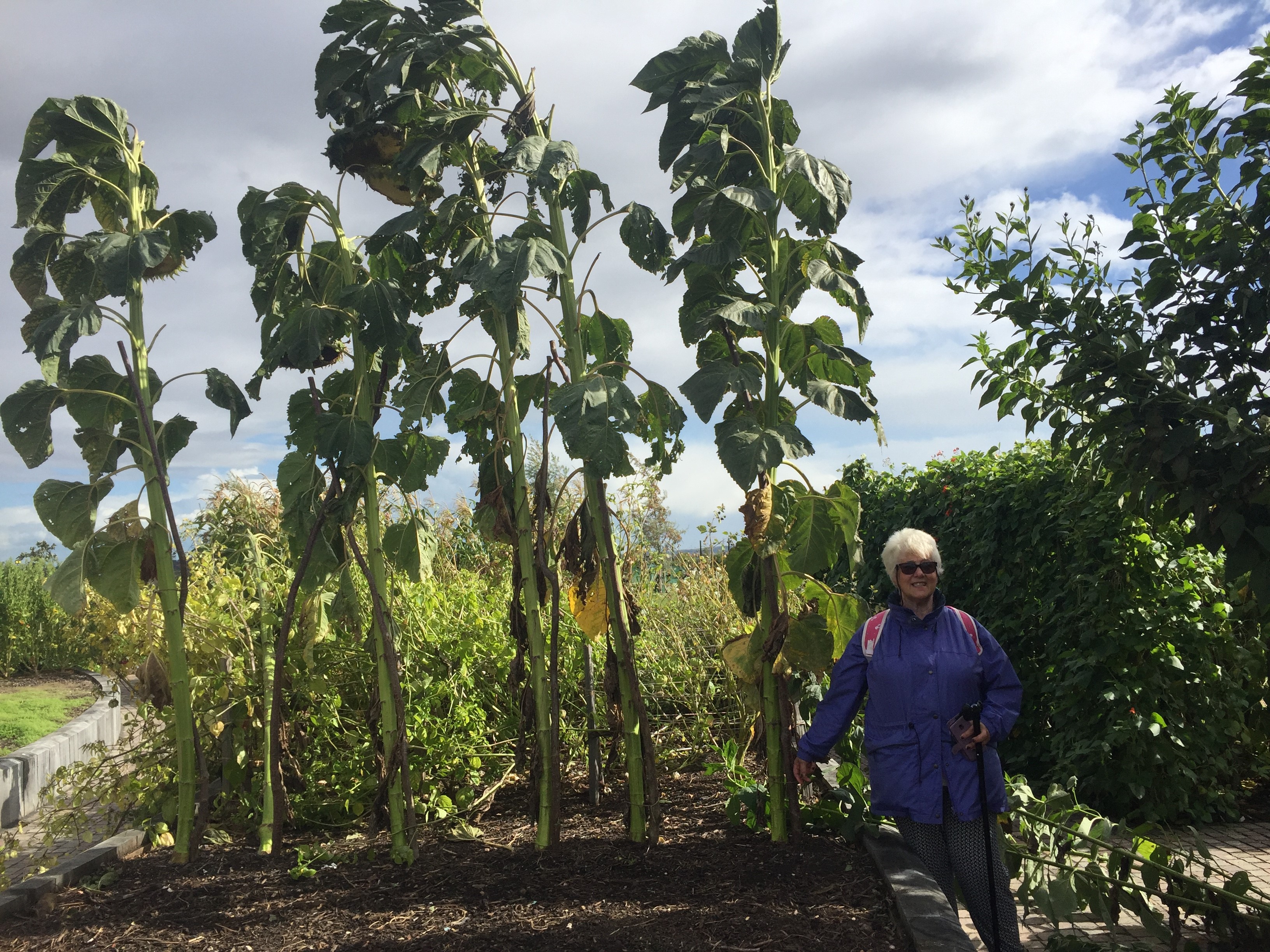 RHS Hyde Hall, September 2018