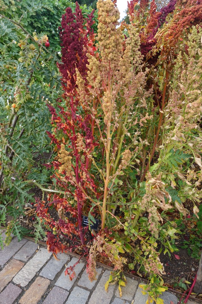 RHS Hyde Hall, September 2018