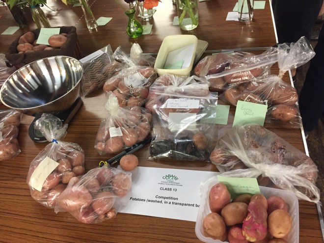 CABAHS Autumn Show 2018