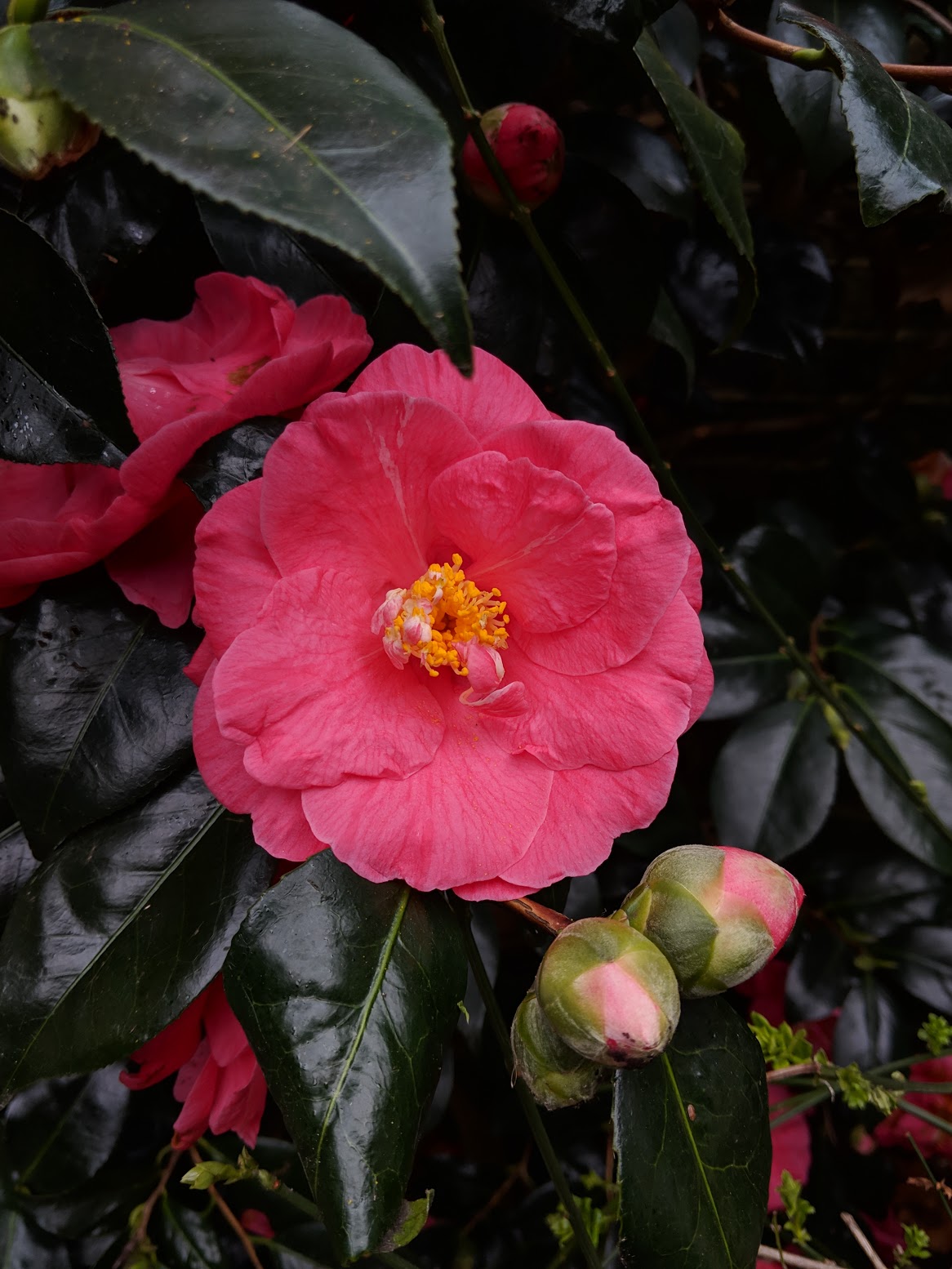 Camellia and cyclamen