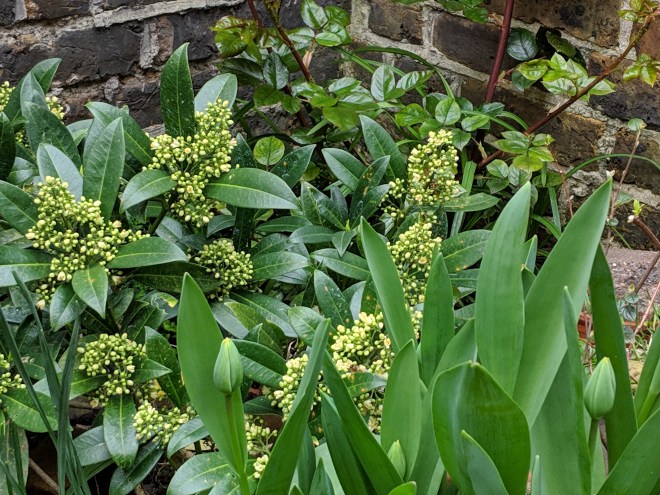 Skimmia, Daphne and Viola