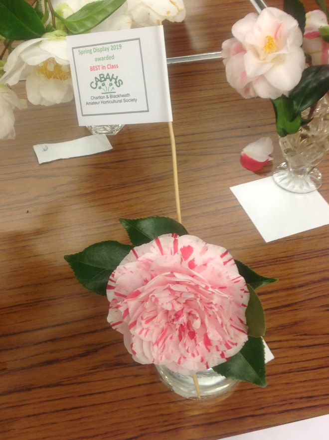 CABAHS Spring Show 2019