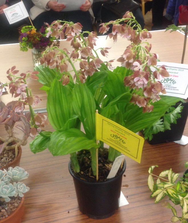 CABAHS Spring Show 2019