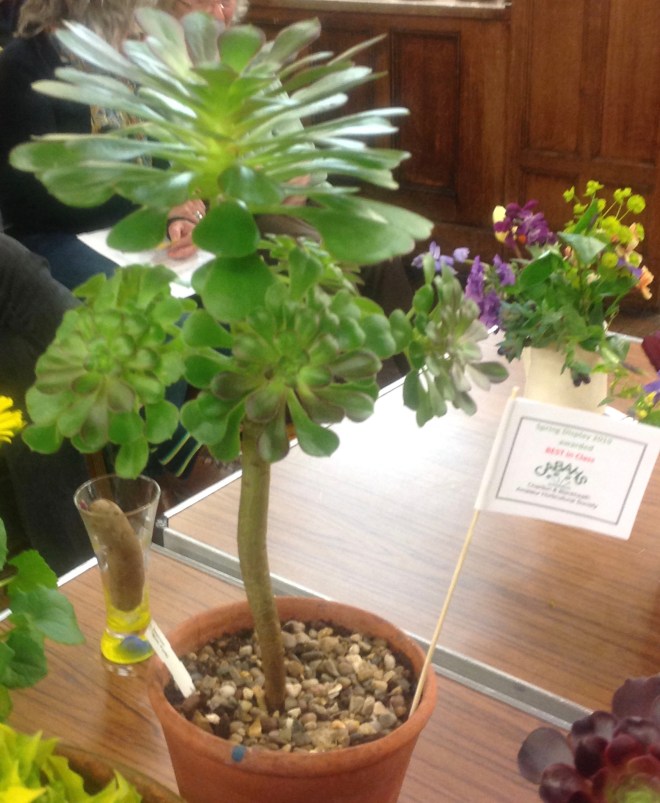 CABAHS Spring Show 2019