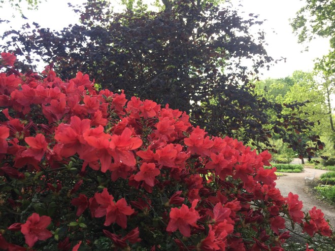 RHS Wisley, May 2019