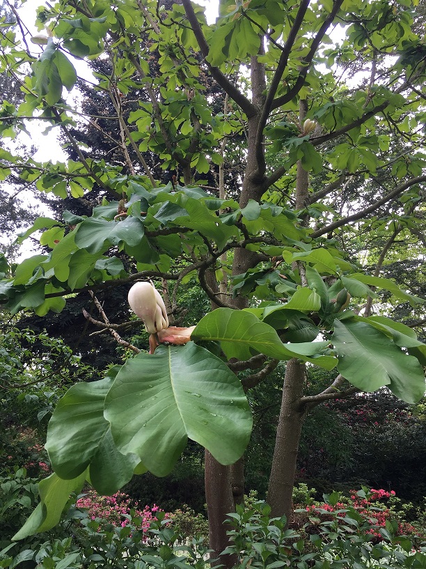 RHS Wisley, May 2019