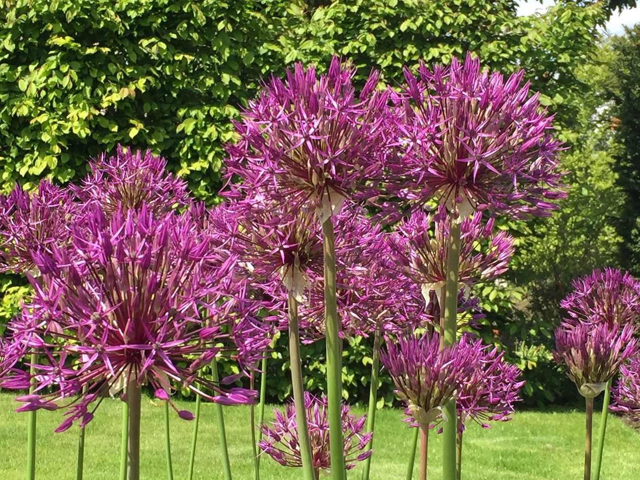 RHS Wisley, May 2019