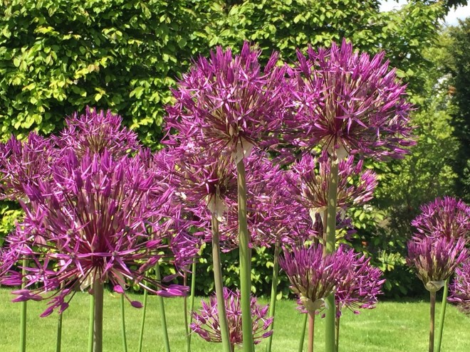 RHS Wisley, May 2019