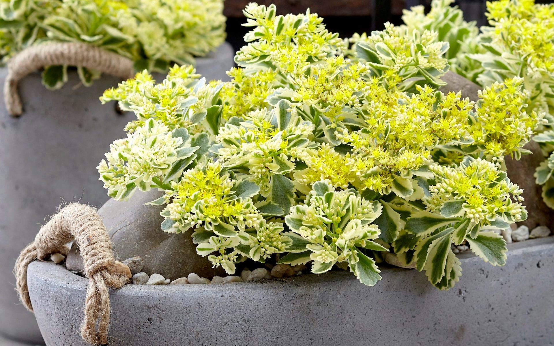 Sedum takesimense Atlantis