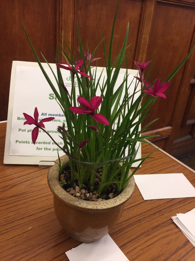 June 2019 CABAHS show table