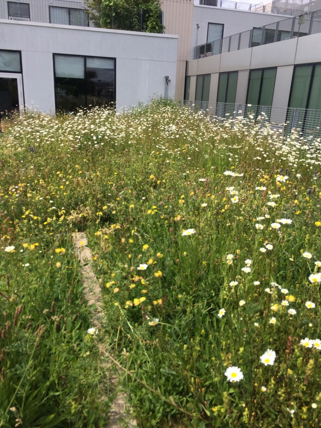 Stockwell Street building, roof garden June 2019