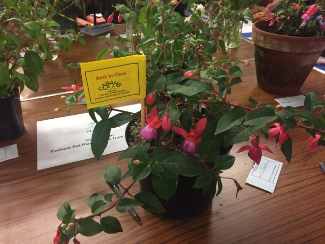 CABAHS 2019 Autumn Show