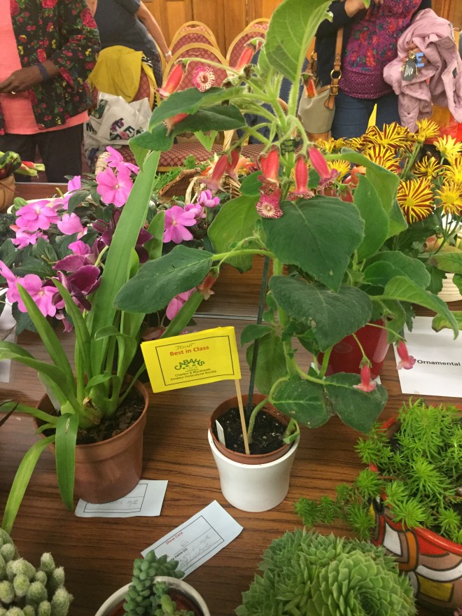 CABAHS 2019 Autumn Show