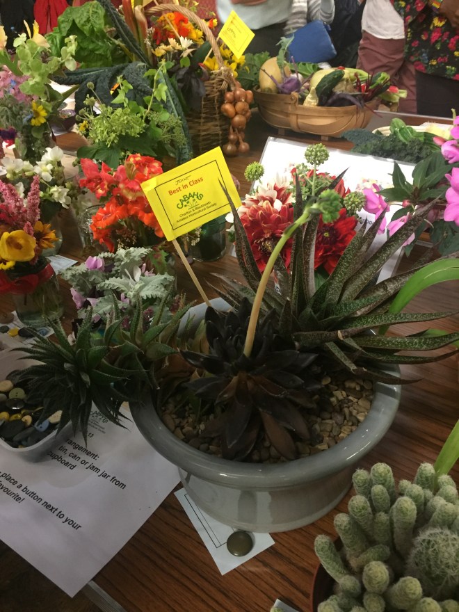 CABAHS 2019 Autumn Show