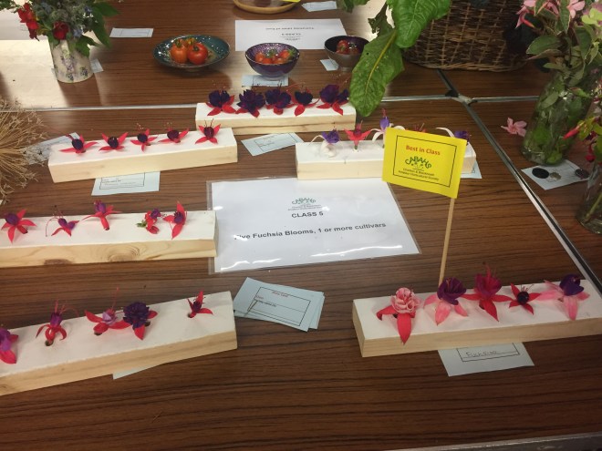 CABAHS 2019 Autumn Show