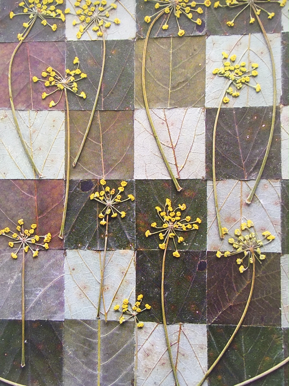 Pressed Sycamore and fennel
