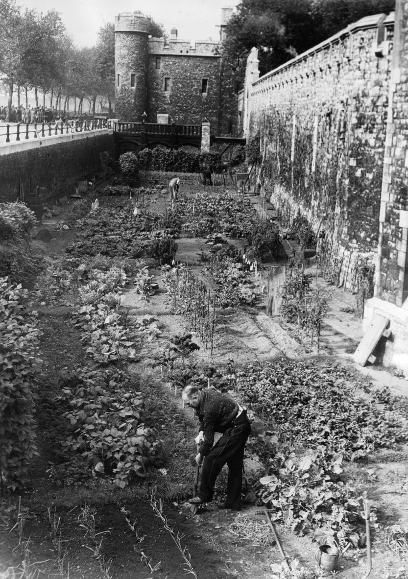 Tower of London allotments