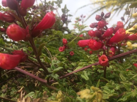 Anna Eccremocarpus pink