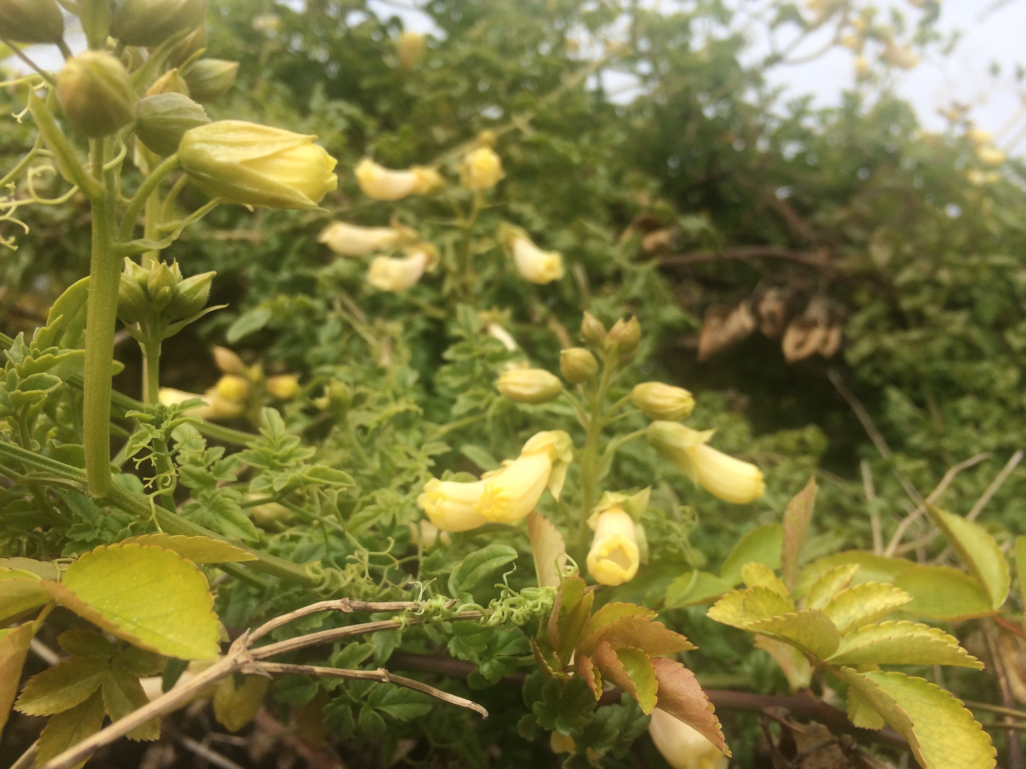 Anna Eccremocarpus yellow