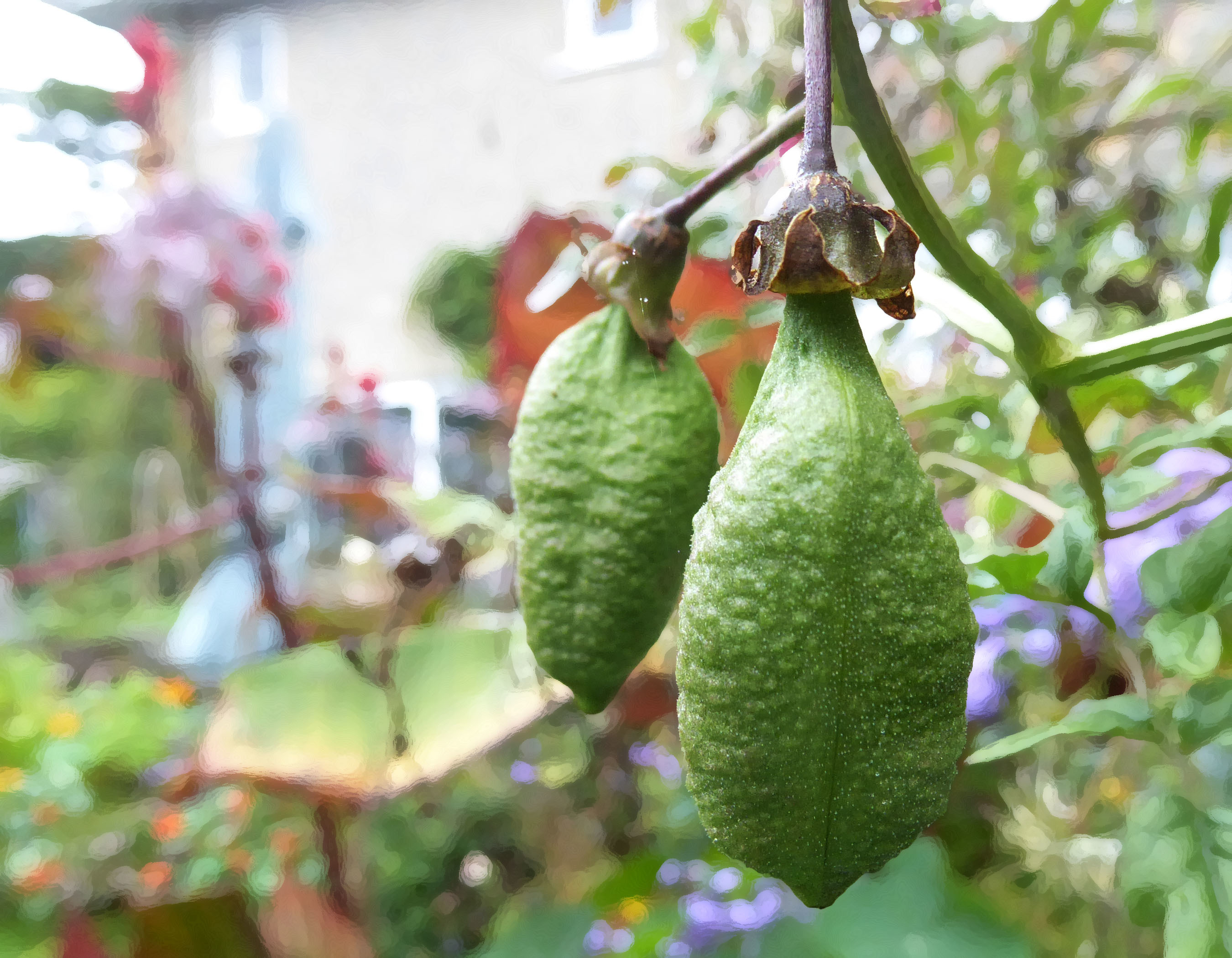 Anna exxremocarpus seeds