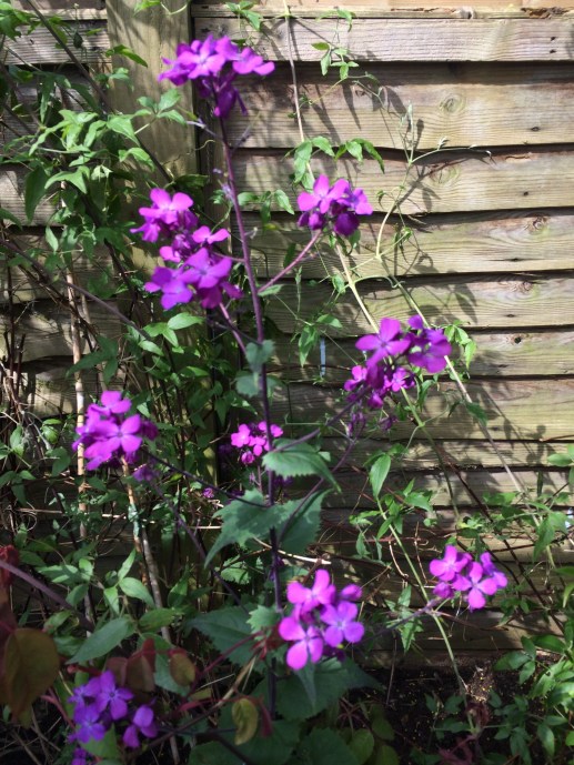Anna Purple stem Honesty