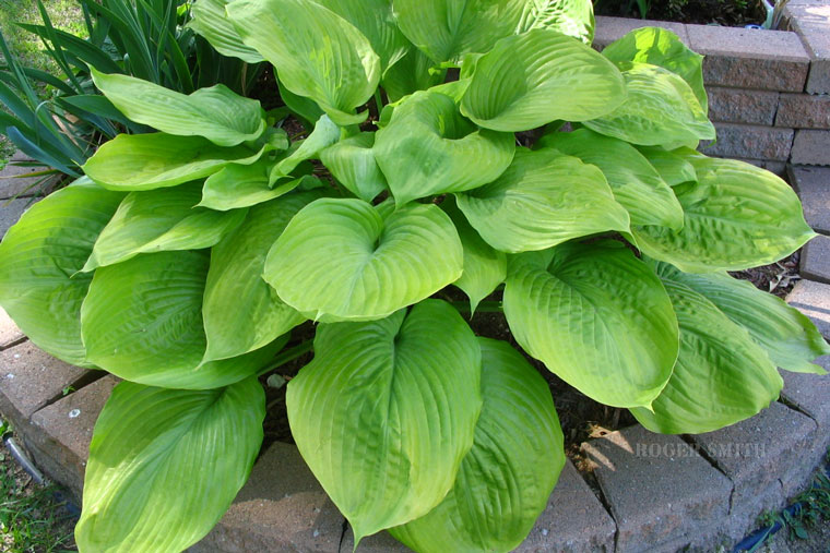 HostaSumandSubstance