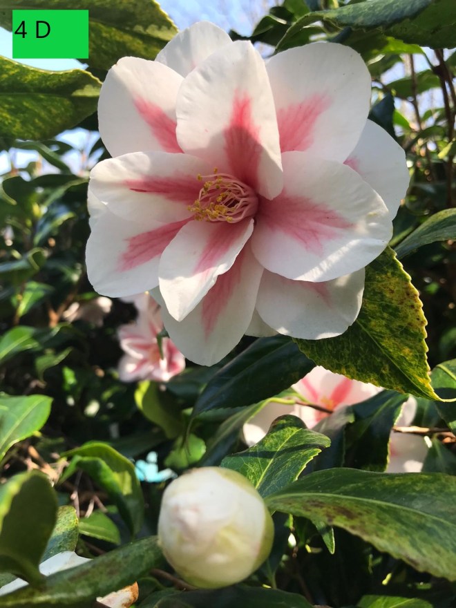 CABAHS Online Spring Show 2020