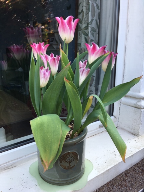 Cherry blossom, tulips and floral wreaths