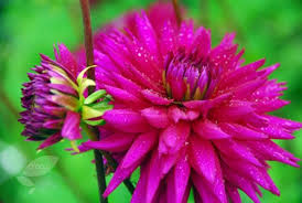 Vija Dahlia Ambition