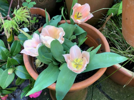 Vijas suprising tulips