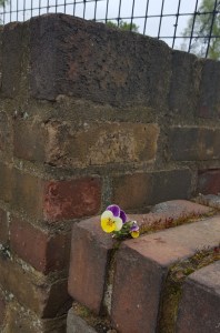 Viola growing in a wall