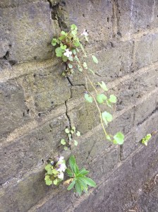 Ivy-leaved toadflax
