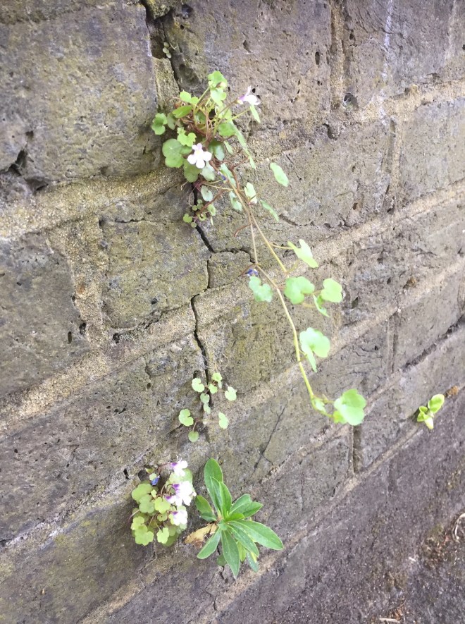 Ivy-leaved toadflax