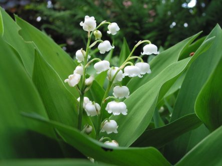 lily-of-the-valley