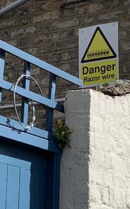 plant growing against the odds