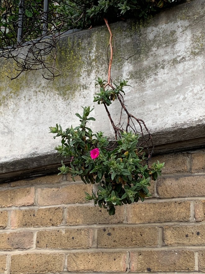 Plant growing against the odds