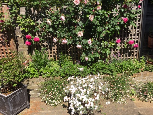 NB Generous Gardener