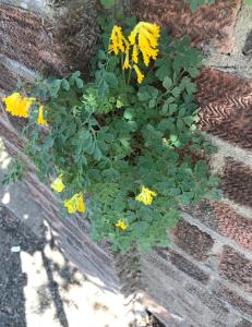 Corydalis lutea
