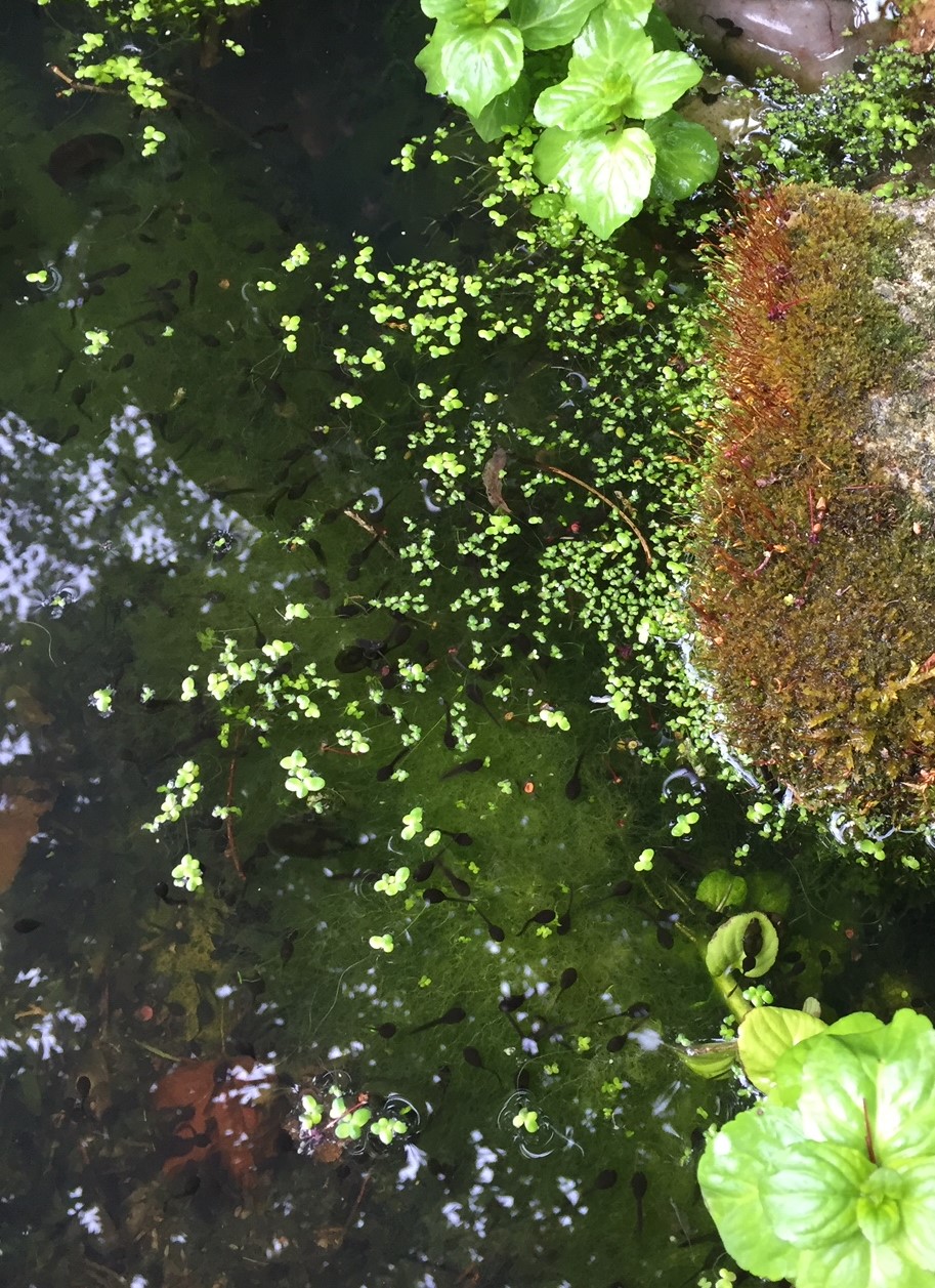 Pond Tadpoles