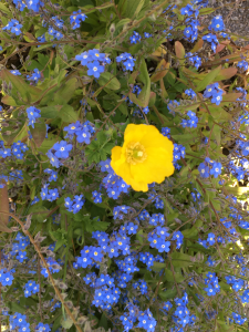 Welsh poppy and forget-me-nots