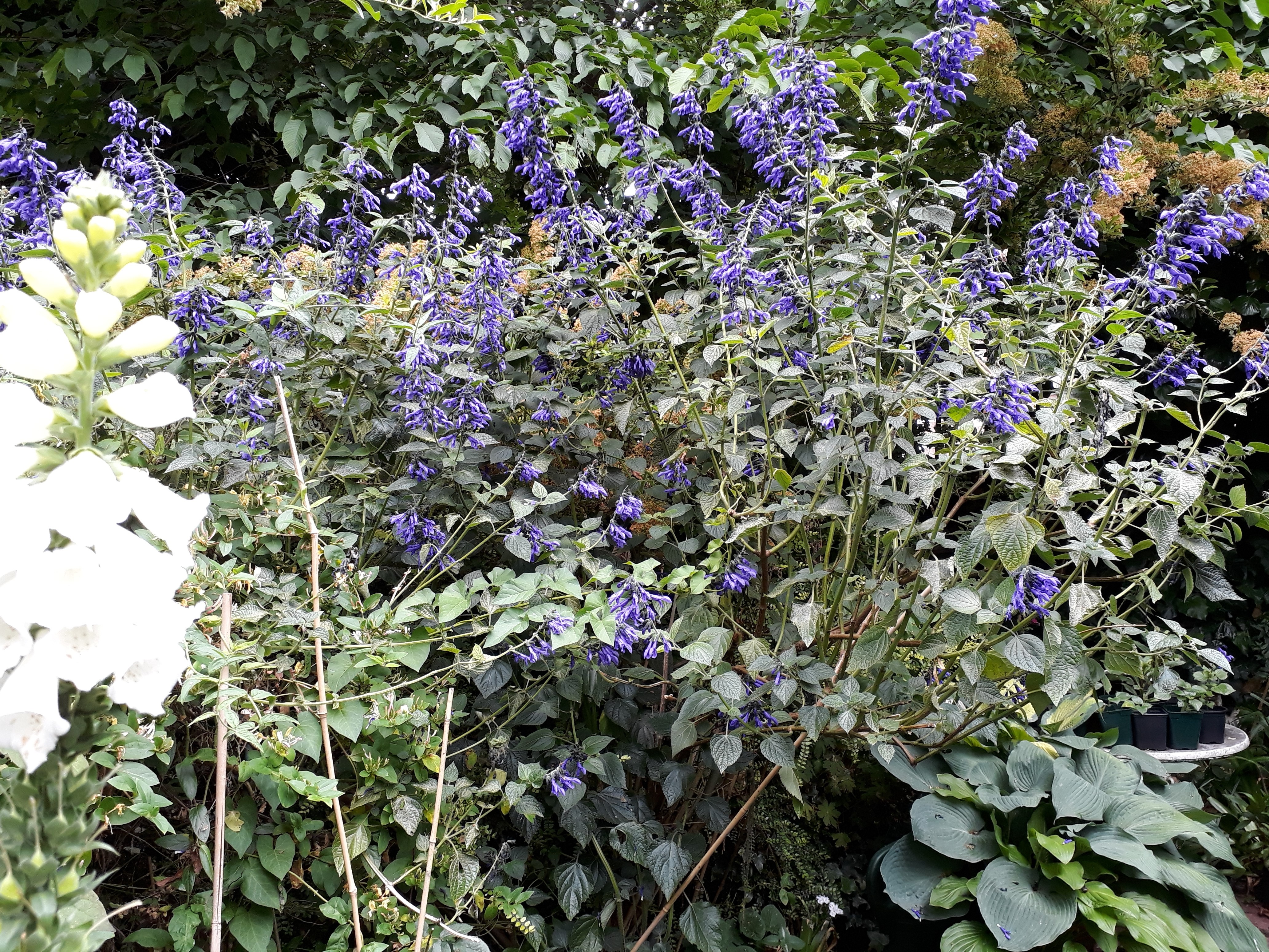 AB Salvia Black and Blue 2