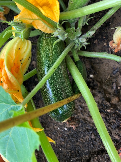 Homegrown courgette