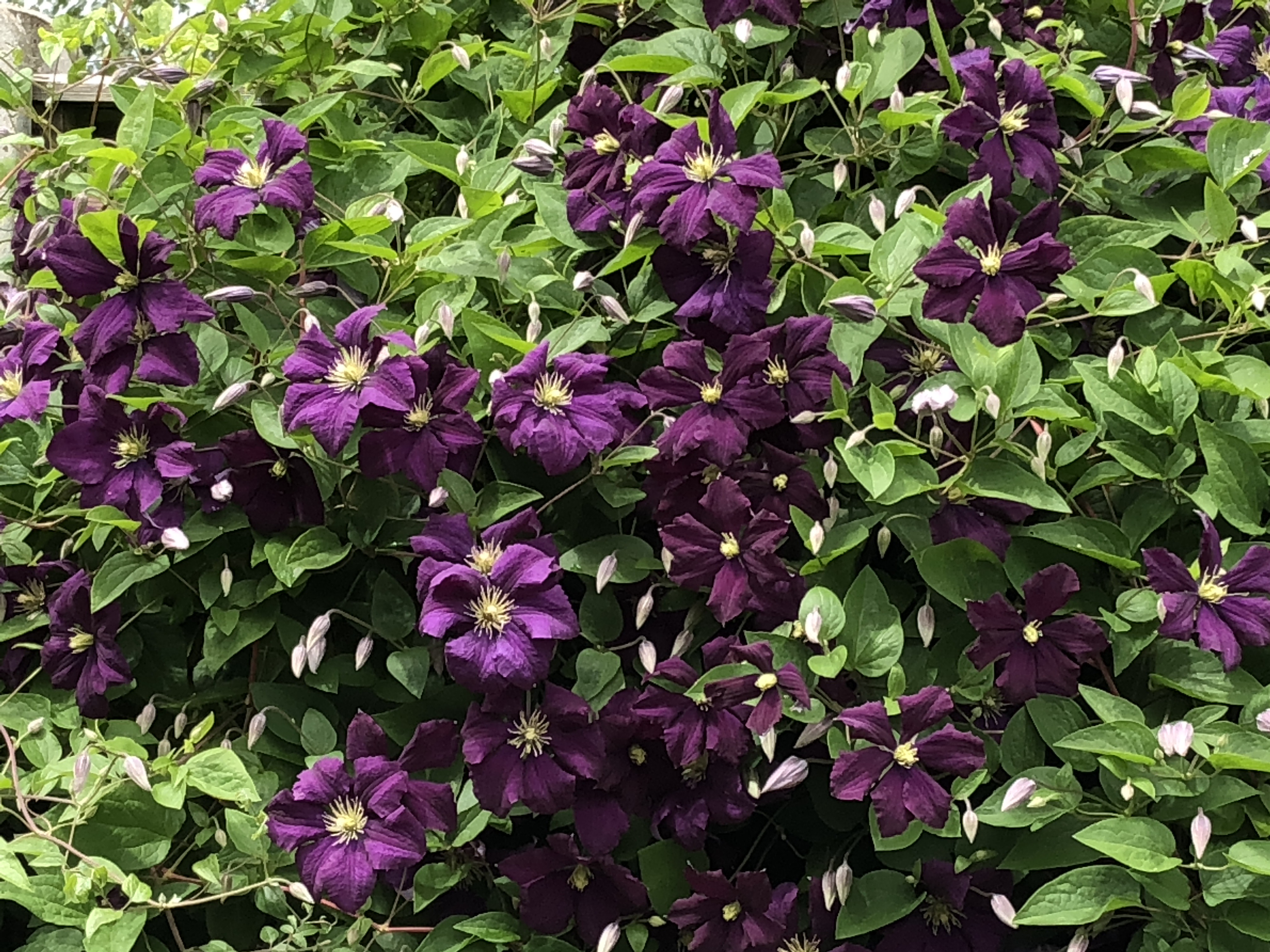 VW Clematis RHS