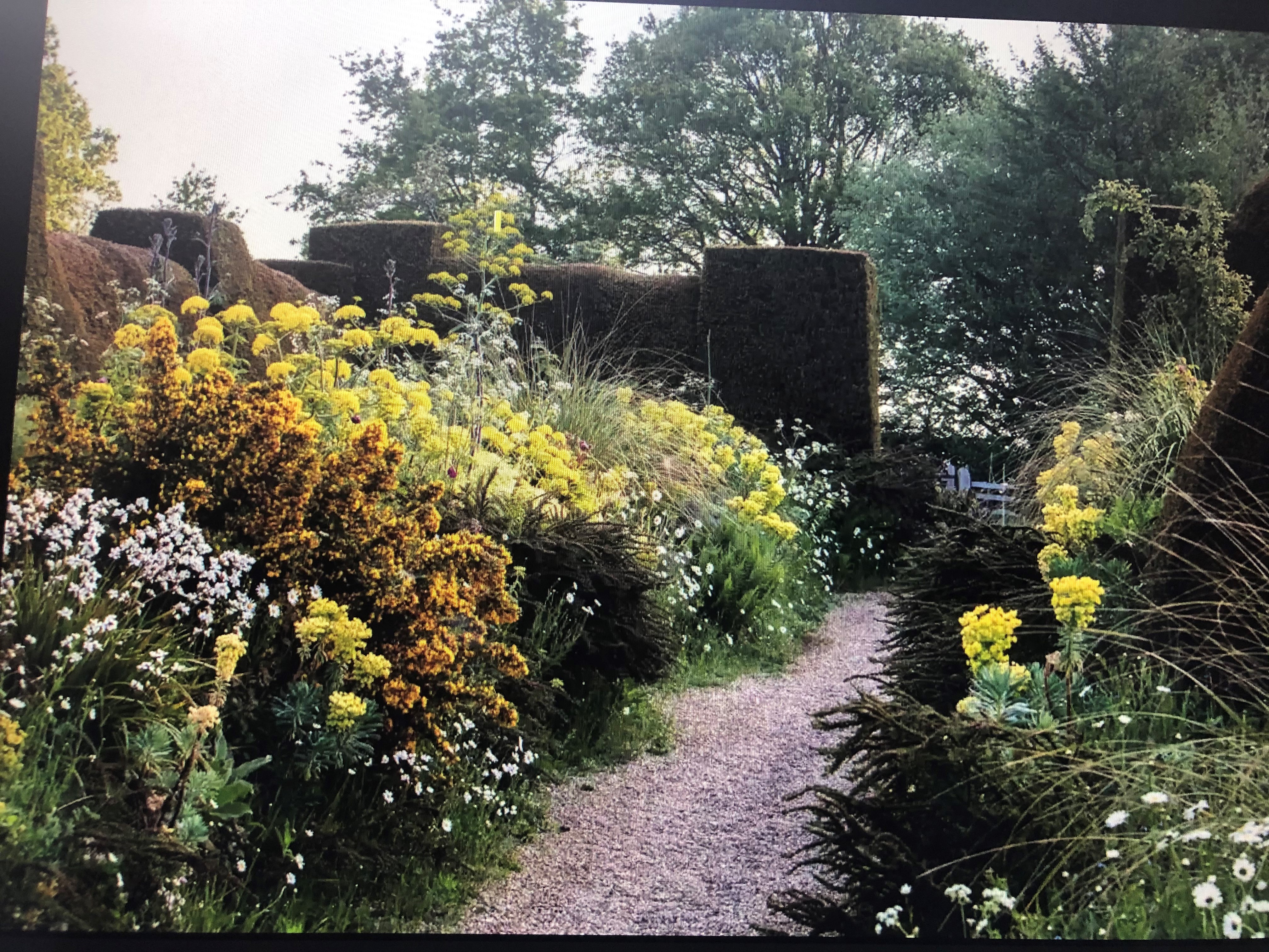 Fennel at Great Dixter