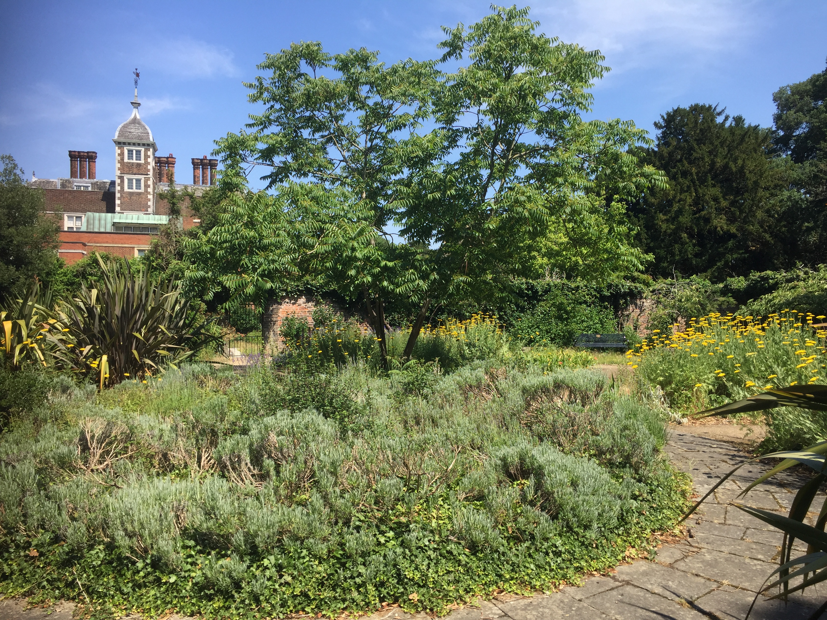 Central lavender bed, Old Pond Garden, June 2020